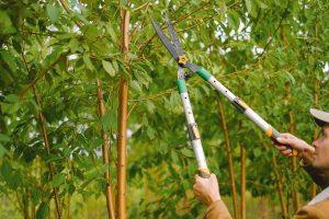 tree-service-paris-tx