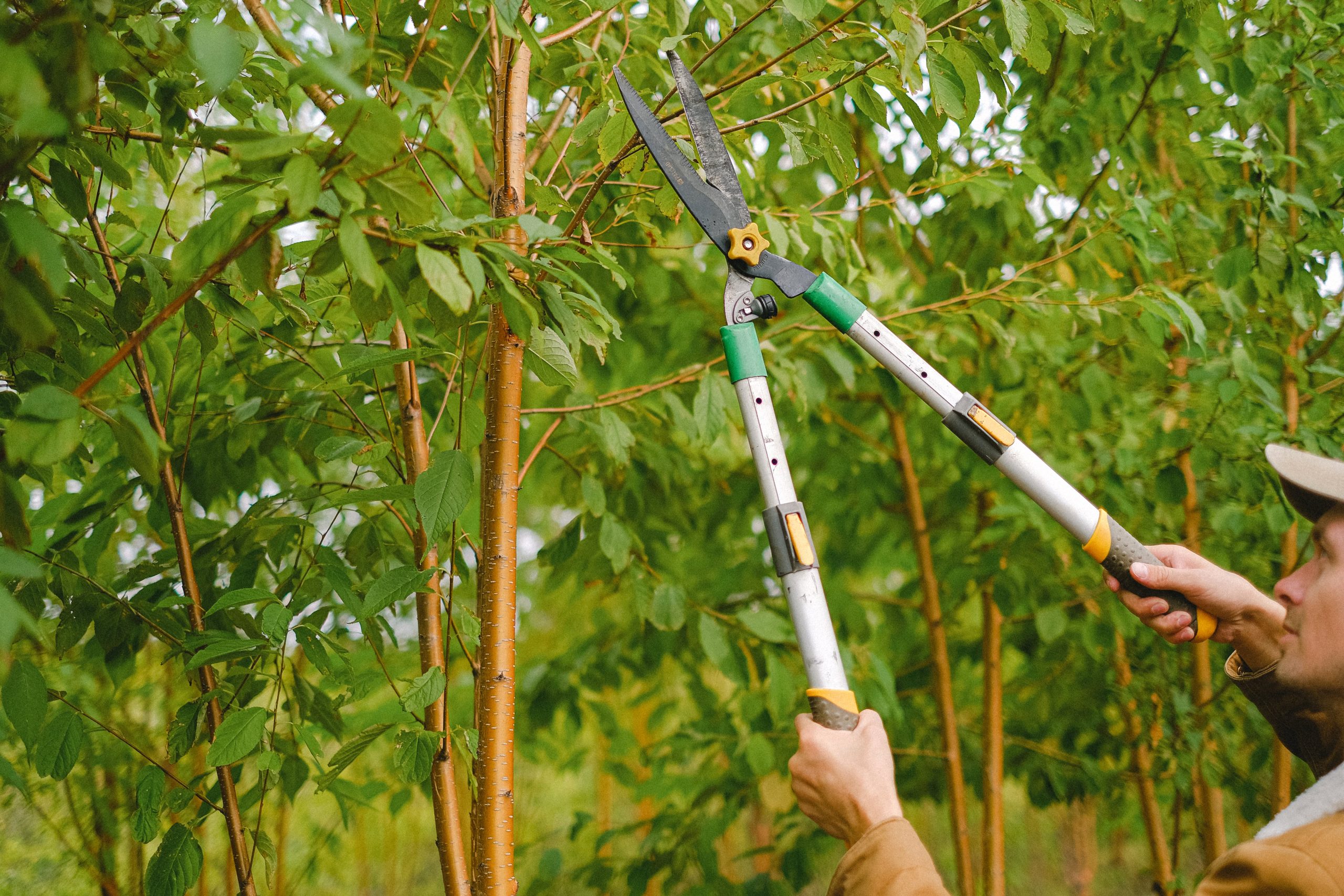 Tree Service Paris TX – Tree Care and Trimming Services